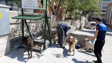 SOKAK HAYVANLARINA MAMA TAKVİYESİ YAPILDI