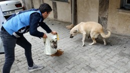 Reşadiye’de sokak hayvanlarına yiyecek bırakıldı