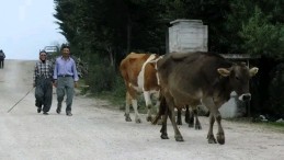YAYLA GÖÇÜ BAŞLADI