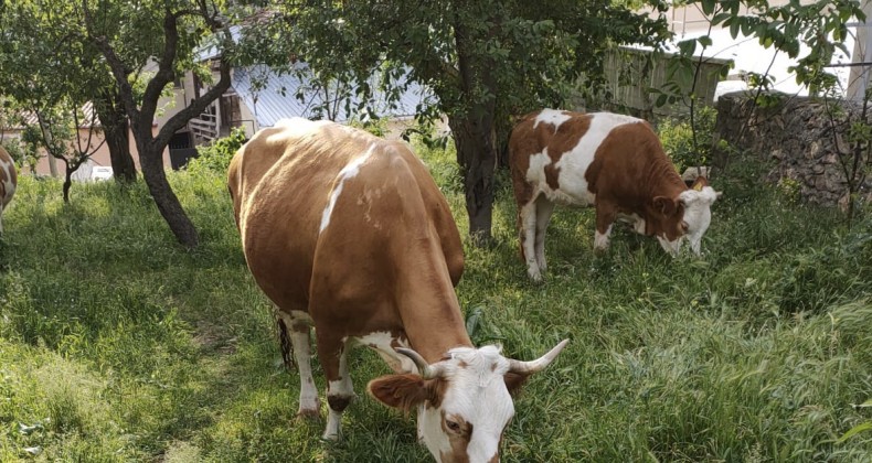 BÜYÜKBAŞ VE KÜÇÜKBAŞ HAYVAN SEVKLERİNDEKİ KISITLAMA KALDIRILIYOR