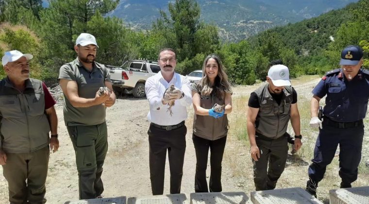 Kene ile biyolojik mücadele: Umurca’ya 200 keklik salındı
